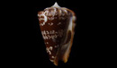 coniformis